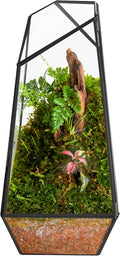 FISCRAT Tabletop Glass Terrarium -5"x5"x10.8" Black Metal Frame Indoor Plant Display Container with Openable Door, Low--Maintenance Succulent Ecosystem, Space Saving Art Decor (Plants Not Included)