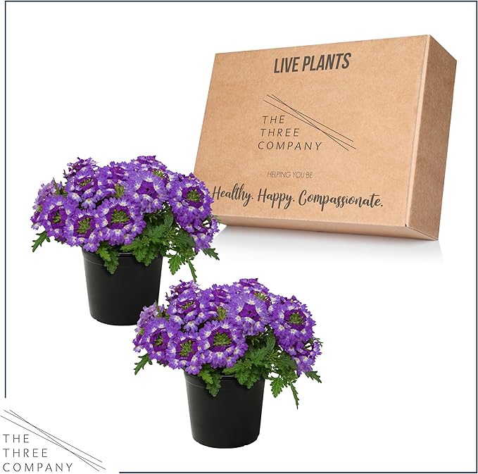 Live Flowering Verbena - Purple Bicolor (2 Plants Per Pack) - Healthy Flowering Plant - Beautiful Spring Color - 10" Tall by 5" Wide in 1Qt Pot
