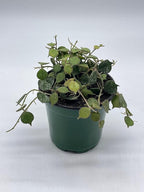 BubbleBlooms Hoya Curtisii, Very Rare Limited Live Plant, in 4 inch Pot