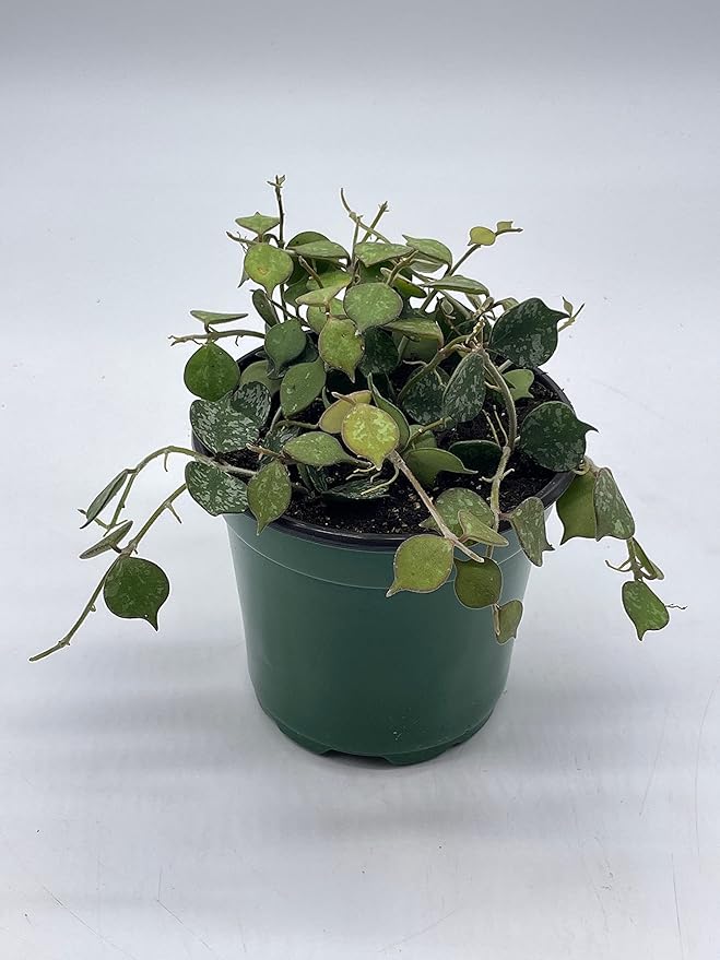 BubbleBlooms Hoya Curtisii, Very Rare Limited Live Plant, in 4 inch Pot