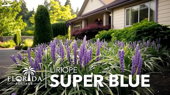 Super Blue Liriope Muscari - 20 Live Plants - Evergreen Ground Cover Grass