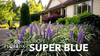 Super Blue Liriope Muscari - 3 Live Plants - Evergreen Ground Cover Grass