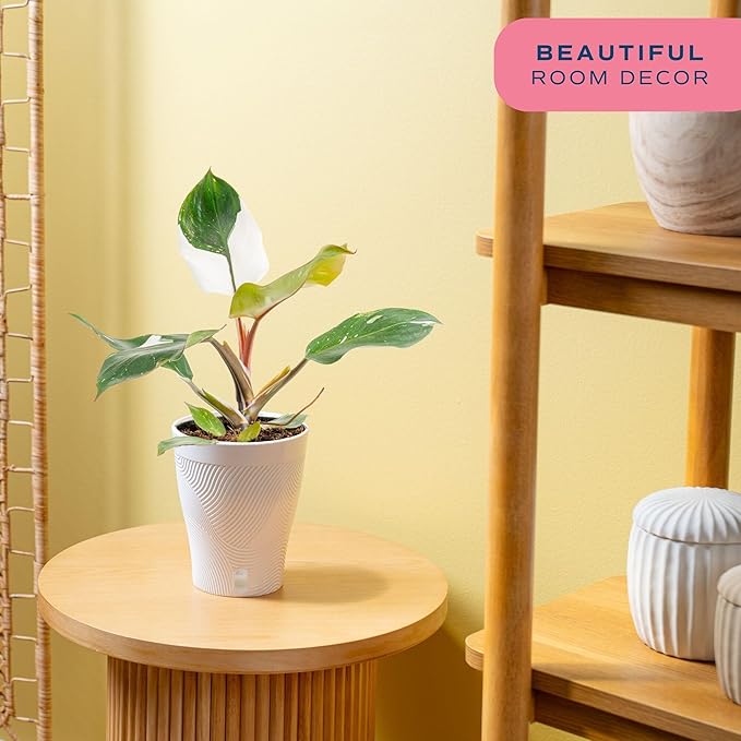 Costa Farms Philodendron White Knight Live Plant in Self Watering Pot, Indoor Houseplant, Perfect for Home, Room, or Office Decor, Great House Warming or Birthday Gift, 12-18 Inches Tall