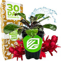 Cardinal Flower Live Plant - Lobelia cardinalis by Wellspring Gardens - Versatile Starter Plant - Hummingbird Flower - Red Lobelia - Red Cardinal - Ideal for Your Garden (2-Pack)