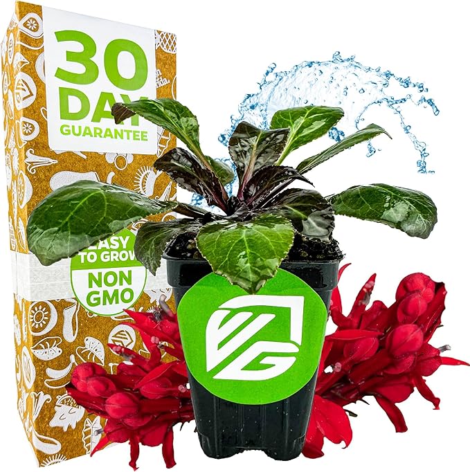 Cardinal Flower Live Plant - Lobelia cardinalis by Wellspring Gardens - Versatile Starter Plant - Hummingbird Flower - Red Lobelia - Red Cardinal - Ideal for Your Garden (2-Pack)
