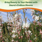 Outsidepride Gaura Seeds - 200 Pcs. Perennial, Drought Tolerant & Low Maintenance, Flower Seeds for Planting Easy to Grow, Vibrant & Tall White-Pink Blooms for Xeriscaping & Pollinator Gardens