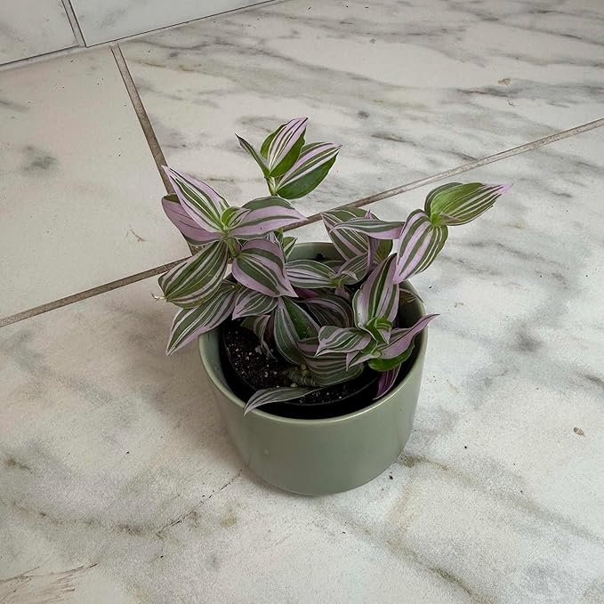 Tradescantia Lollipop, 2" Plant