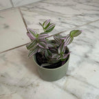 Tradescantia Lollipop, 2" Plant