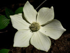 Pacific Dogwood | Tree Seed Grow Kit | The Jonsteen Company