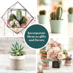 Shop Succulents Premium Live Mini Cactus and Succulent Plants in 2" Pots, Easy Care Indoor or Outdoor Gardening, Terrariums, Favors, & Contemporary Spaces with Hardy, Resilient Varieties, Pack of 12