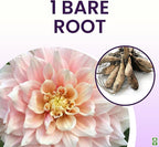 Break Out Dahlia - 5 Gallon Size Bare Root Tuber Multi-Color - Vibrant Multi-Colored Blooms for Spring Planting 2025 - Large Tuber for Stunning Garden Displays