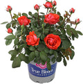 Fresh Roses for Delivery Prime, Orange Roses, Live Rose Bush Plants in Plant Pots, Plant Lover Gifts, Fresh Flowers for Delivery Prime, Potted Rose Plant Live Plants, Outdoor Plants by Plants for Pets