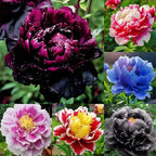 Rare Peony Seeds for Planting - 100+ Peony Seeds Heirloom Seeds Beautiful Flower Seeds Home Garden Bonsai