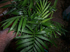Chamaedorea elegans (Parlor Palm) – Live Indoor Palm Tree | Easy-Care Houseplant | Air-Purifying Tropical Plant (No Pot) (1, Small)
