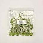 Amazon Frogbit, Limnobium laevigatum, Live Aquarium/Aquatic/Freshwater/Floating/Pond Plant/Planted Tank/Aquascaping/Paludarium by Aquarium Plant Center (24 Plants (72+ Leaves))