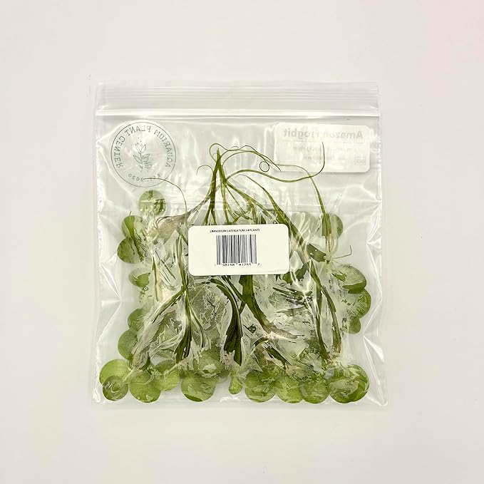 Amazon Frogbit, Limnobium laevigatum, Live Aquarium/Aquatic/Freshwater/Floating/Pond Plant/Planted Tank/Aquascaping/Paludarium by Aquarium Plant Center (24 Plants (72+ Leaves))