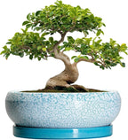 Bonsai Pots - 13 Inch Ceramic Succulent Pots with Drainage Hole and Tray, Large Succulent Planter Indoor Outdoor, Round Planter, Shallow Plant Pot, House Decor, Gifts for Plant Lover, Blue