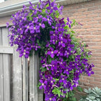 210 Clematis Seeds Mixed Colors Perennial Climbing Vine Flower Seeds for Planting Home Garden Outdoor Yard Floral Decoration