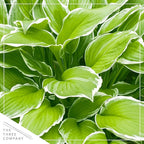Live Perennial Hosta - Assorted Varieties (3 Plants Per Pack) Beautiful Accent Plant, 10" Tall by 4" Wide in 1 Qt Pot