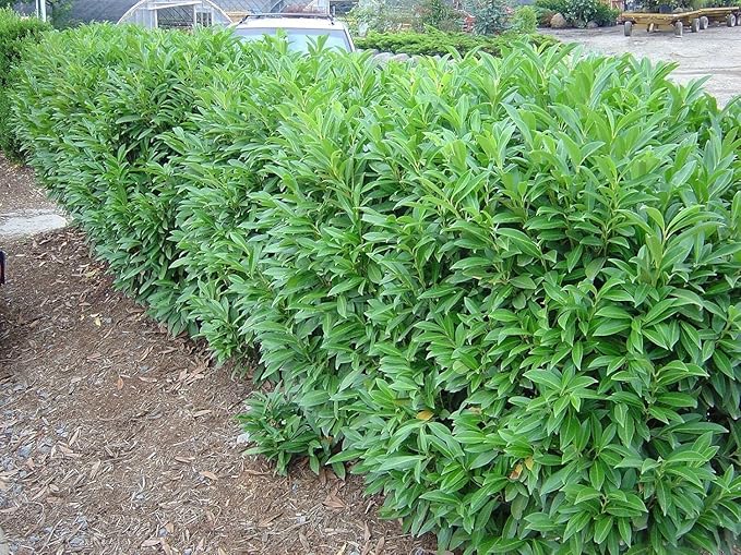 Schip/Skip Laurel Shrub - 6-12" Tall Live Plant - 2.5" Pot - Schipka Bush/Hedge Seedling - Prunus laurocerasus 'Schipkaensis'
