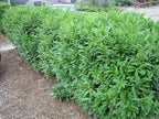 Schip/Skip Laurel Shrub - 6-12" Tall Live Plant - 2.5" Pot - Schipka Bush/Hedge Seedling - Prunus laurocerasus 'Schipkaensis'