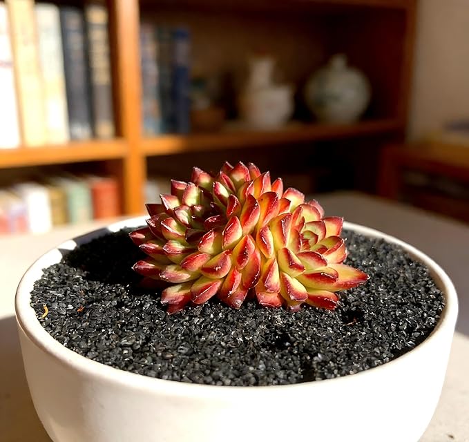 Live Succulent Plant – Echeveria Crimson Flame with Mini Gardening Tools – Small Easy Care Houseplant for Indoor & Outdoor, Complete Plant Care Kit