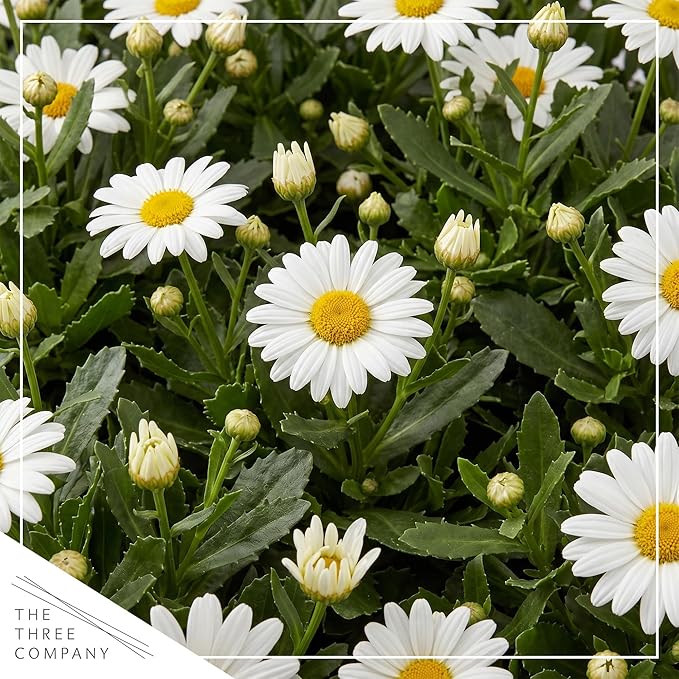 Shasta Daisy - Live Flowering Perennial (2 Per Pack), Blooms Spring and Summer, 10" Tall by 4" Wide in 1.6 Pt Pot