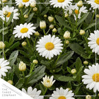 Shasta Daisy - Live Flowering Perennial (2 Per Pack), Blooms Spring and Summer, 10" Tall by 4" Wide in 1.6 Pt Pot