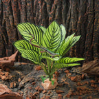 IBWell Reptile Terrarium Plants - Tortoise Habitat Accessories, Artificial Spider Plant for Gecko, Ball Python - Calathea Makoyana A