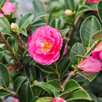 PERFECT PLANTS Kanjiro Camellia Shrub 1 Gallon | Live Plant for Outdoor Planting | Hot Pink Flowers with Evergreen Foliage | Perfect for Sun or Shade Garden