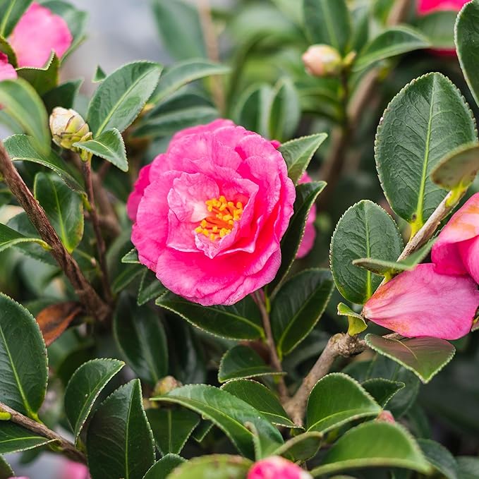 PERFECT PLANTS Kanjiro Camellia Shrub 1 Gallon | Live Plant for Outdoor Planting | Hot Pink Flowers with Evergreen Foliage | Perfect for Sun or Shade Garden