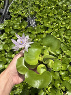 Water Hyacinth - Eichhornia crassipes - Live Plants for Pond, Floating Aquatic Garden Plants - 1 Plant