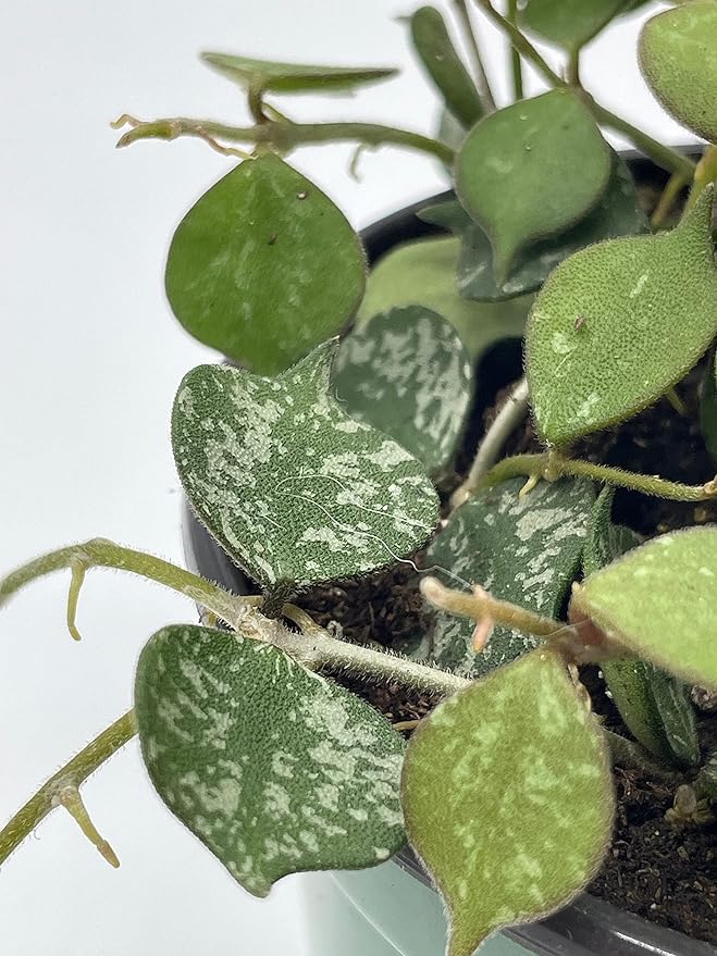 BubbleBlooms Hoya Curtisii, Very Rare Limited Live Plant, in 4 inch Pot