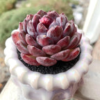 FWPP Succulents Plants Live Blueberry Succulent Plant, Bare Root Without Pot, Live Real Succulent for Indoor & Outdoor, Mini Succulent Plant, Natural Succulent Plants for House, Office and Garden