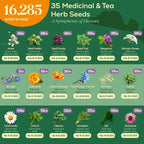 Seedphony 35 Medicinal & Tea Herb Seeds Variety Pack - 16,285+ Non-GMO Heirloom Herbs Seeds for Planting Indoor & Outdoor: Lavender, Rosemary, Echinacea, Mint, Catnip, Basil - Gardening Seed Packets