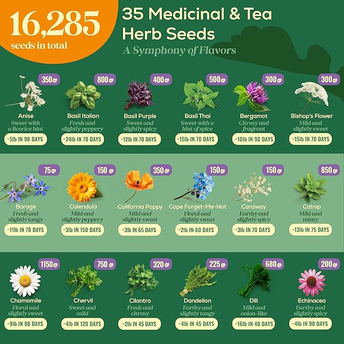 Seedphony 35 Medicinal & Tea Herb Seeds Variety Pack - 16,285+ Non-GMO Heirloom Herbs Seeds for Planting Indoor & Outdoor: Lavender, Rosemary, Echinacea, Mint, Catnip, Basil - Gardening Seed Packets