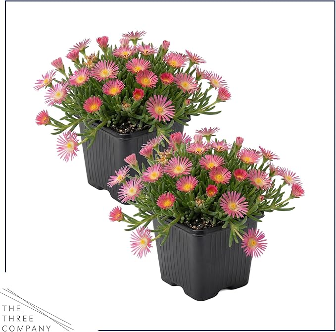 Live Delosperma Ice Plant 2-Pack – Pink Ice – Drought Tolerant Groundcover Perennial, 6” Tall, 1 Qt Pot