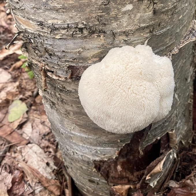 North Spore Organic Lion's Mane (100 ct) Mushroom Plugs for Logs | Premium Quality Mushroom Plug Spawn | Handmade in Maine, USA | Grow Gourmet Mushrooms Outdoors on Logs