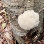 North Spore Organic Lion's Mane Outdoor Mushroom Log Growing Kit | Includes 100 ct. Bag of Plug Spawn | Complete Log Starter Kit with Instructions | Handmade in Maine, USA