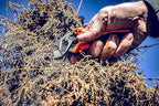 Original LÖWE 15 Anvil Pruning Shears 15.107 with Bypass Geometry for Small to Medium Hands - Curved, Non-Stick Coated Blade Ideal for Cutting Hard Wood like Linden, Spruce, Larch, and Oak