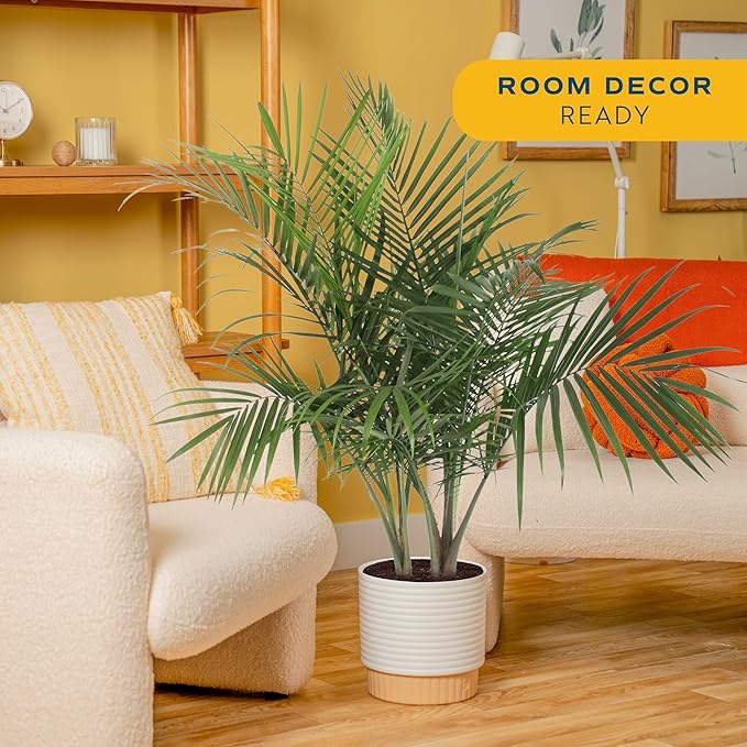 Costa Farms Majesty Palm Live Plant in Decorative Pot, Indoor Houseplant, Perfect for Home, Room, or Office Decor, Great House Warming or Birthday Gift, 3-4 Feet Tall
