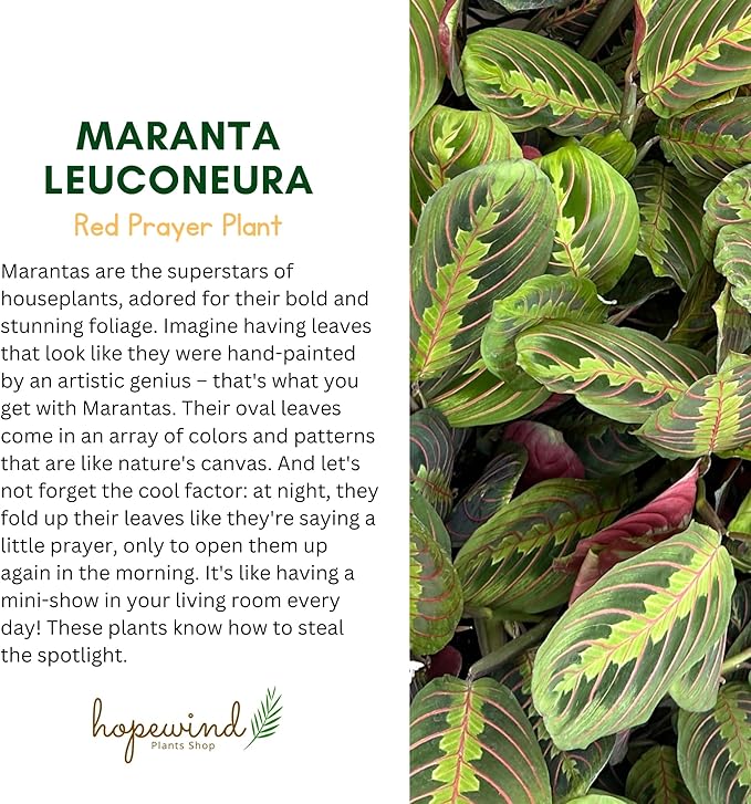 Red Prayer Plant, Red Maranta, Gorgeous Live Indoor Plant, Easy to Care and Rare Variety 4 inch Pot