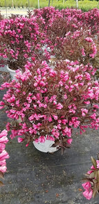 Green Promise Farms Wine & Roses` (Weigela) Shrub, #3-Size Container, Pink Flowers