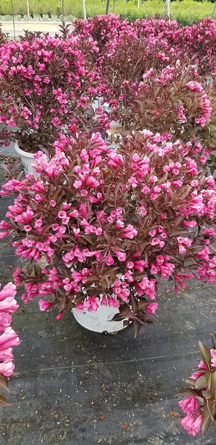 Proven Winners - Weigela florida Wine & Roses (Weigela) Shrub, pink flowers, #2 - Size Container