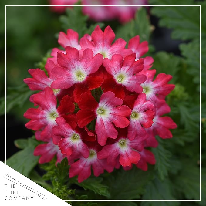 Live Flowering Verbena - Red Bicolor (2 Plants Per Pack) - Healthy Flowering Plant - Beautiful Spring Color - 10" Tall by 5" Wide in 1Qt Pot