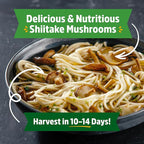 Back to the Roots Organic Shiitake Mushroom Kit; Great Gift; Easy for Beginners, For Indoor Growing (Start Growing Right Away)