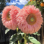 150+ Rare Sunflower Seeds for Planting Giant Teddy Bear Sunflowers Non-GMO Heirloom Seeds for Home Garden Outdoors - Attracts Pollinators