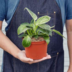 Philodendron Birkin Live Plant for Indoor | Different Houseplants in 4'' & 6'' Pot | Real House Plant for Living Room, Office, Desk & Bathroom | Birkin