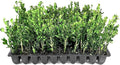 Winter Gem Boxwood | 10 Live Plants | Buxus microphylla Japonica ‘Winter Gem’ | Compact Evergreen Shrubs | Formal Garden Plants for Borders