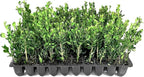 Winter Gem Boxwood | 10 Live Plants | Buxus microphylla Japonica ‘Winter Gem’ | Compact Evergreen Shrubs | Formal Garden Plants for Borders